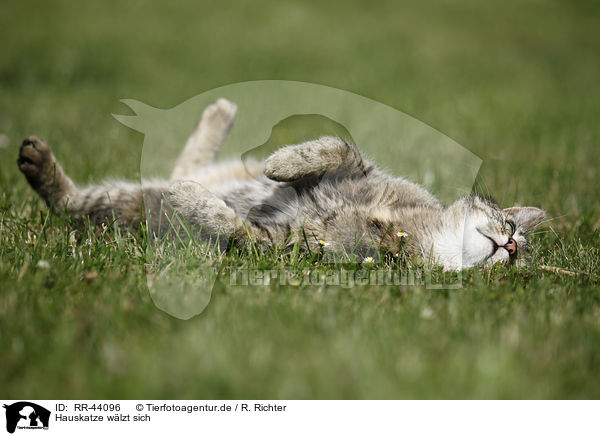 Hauskatze wlzt sich / rolling domestic cat / RR-44096
