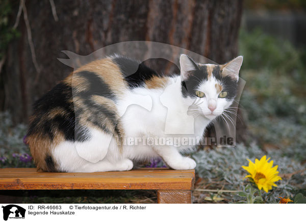 liegende Hauskatze / RR-46663