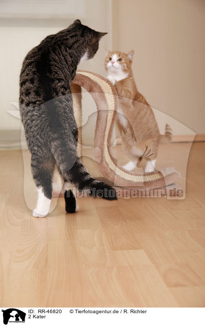 2 Kater / 2 tomcats / RR-46820