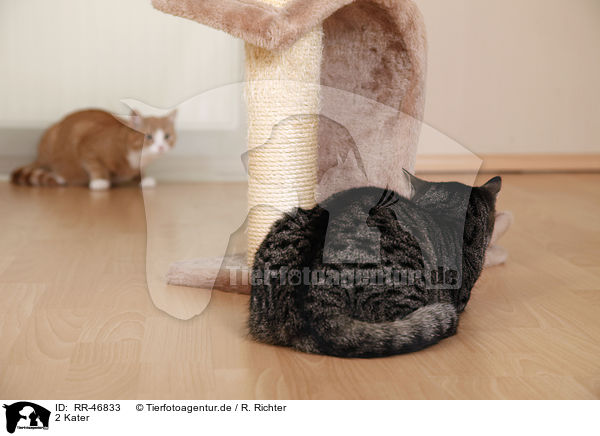 2 Kater / 2 tomcats / RR-46833