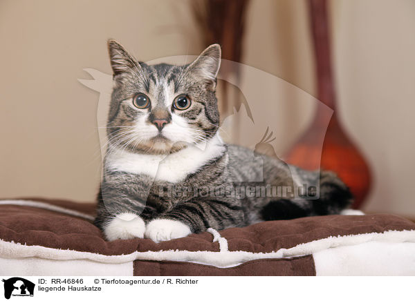 liegende Hauskatze / lying domestic cat / RR-46846