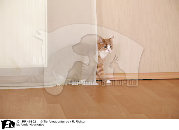 laufende Hauskatze / walking domestic cat / RR-46852