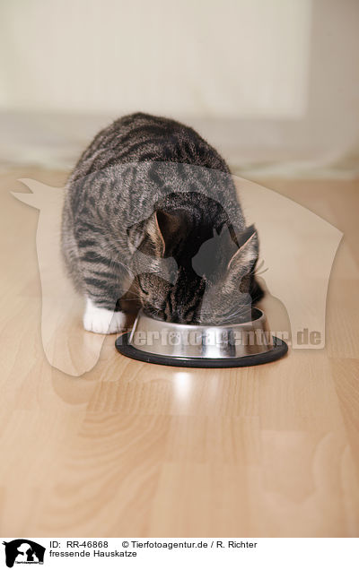 fressende Hauskatze / eating domestic cat / RR-46868