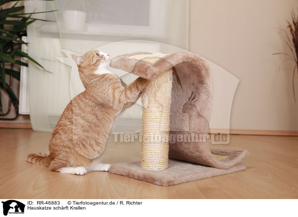 Hauskatze schrft Krallen / domestic cat is sharping talons / RR-46883