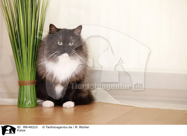 Katze / cat / RR-48223