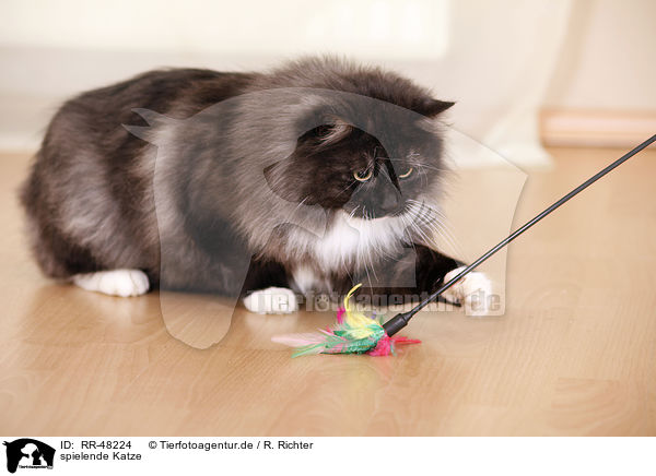 spielende Katze / playing cat / RR-48224