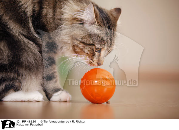 Katze mit Futterball / cat with food ball / RR-48326