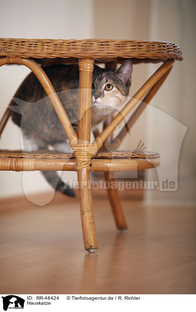 Hauskatze / domestic cat / RR-48424