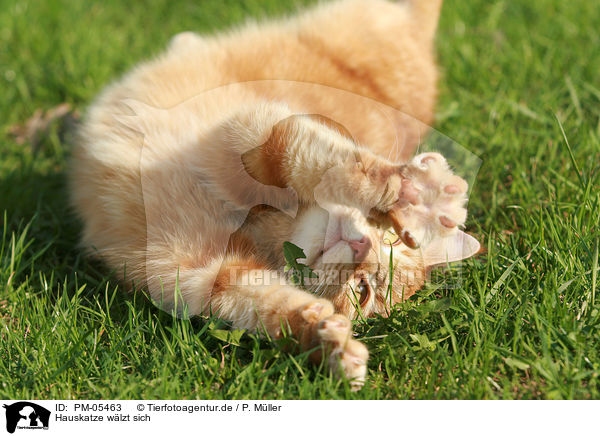 Hauskatze wlzt sich / rolling domestic cat / PM-05463