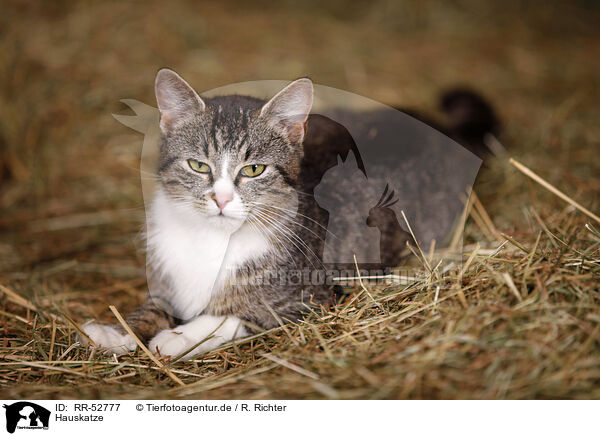 Hauskatze / domestic cat / RR-52777
