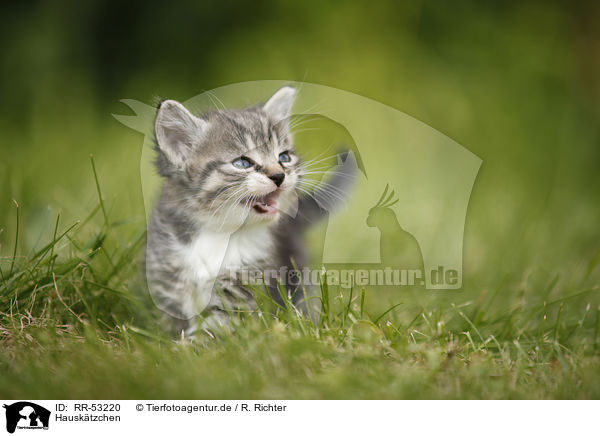 Hausktzchen / kitten / RR-53220