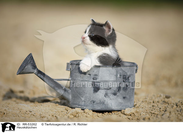 Hausktzchen / kitten / RR-53262