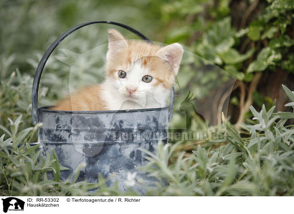 Hausktzchen / kitten / RR-53302