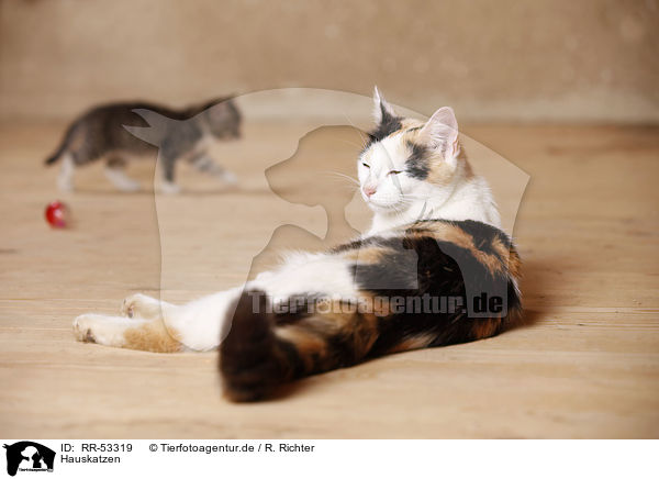 Hauskatzen / domsetic cats / RR-53319