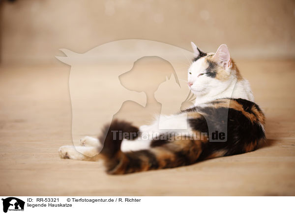 liegende Hauskatze / lying domestic cat / RR-53321