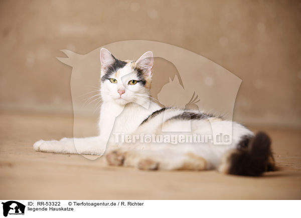liegende Hauskatze / lying domestic cat / RR-53322