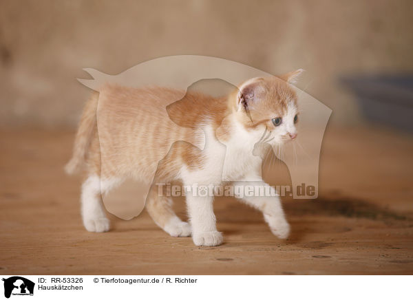 Hausk�tzchen / kitten / RR-53326