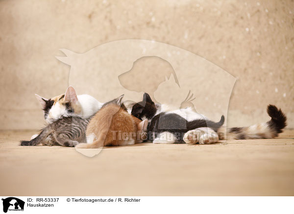 Hauskatzen / domsetic cats / RR-53337