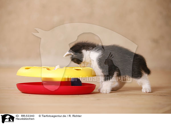 Hausk�tzchen / kitten / RR-53340