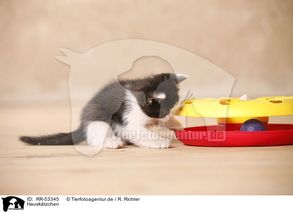 Hausktzchen / kitten / RR-53345