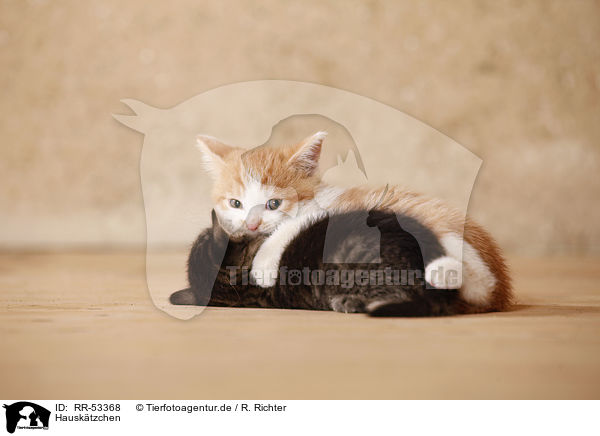 Hausktzchen / kitten / RR-53368