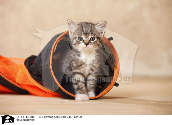 Hausktzchen / kitten / RR-53386