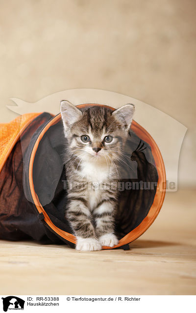 Hausktzchen / kitten / RR-53388