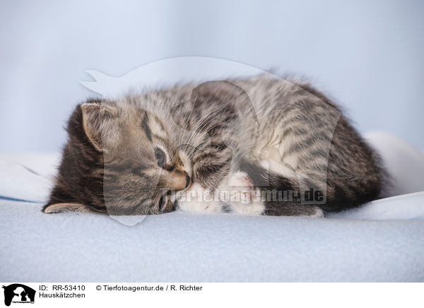 Hausk�tzchen / kitten / RR-53410