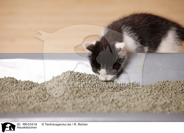 Hausktzchen / kitten / RR-53418