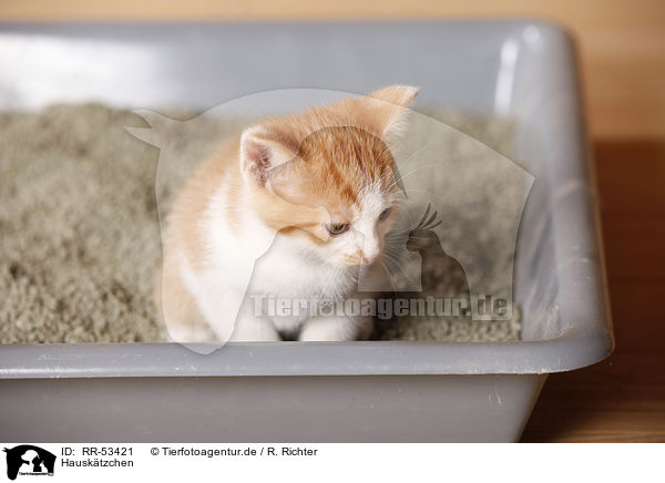 Hausktzchen / kitten / RR-53421