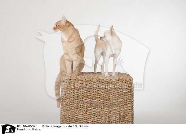 Hund und Katze / dog and cat / NN-05373