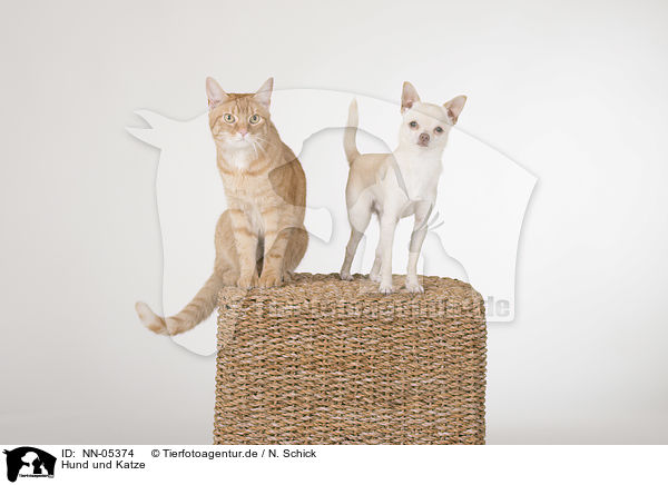 Hund und Katze / dog and cat / NN-05374