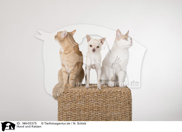Hund und Katzen / NN-05375