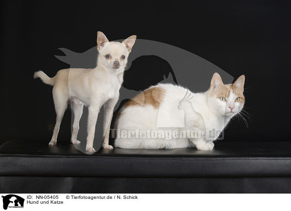 Hund und Katze / NN-05405