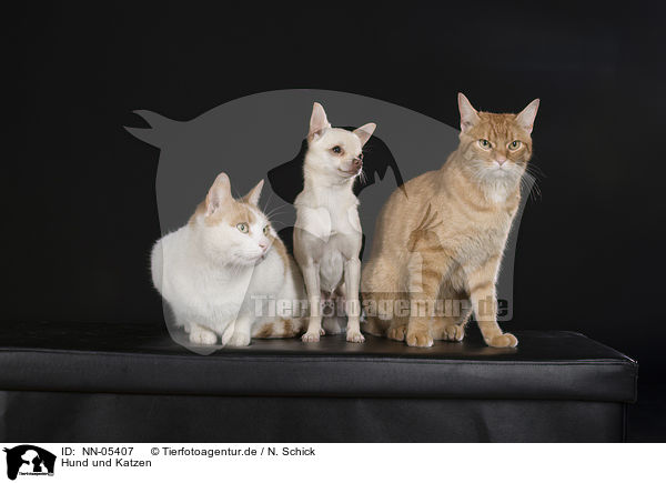 Hund und Katzen / dog and cats / NN-05407