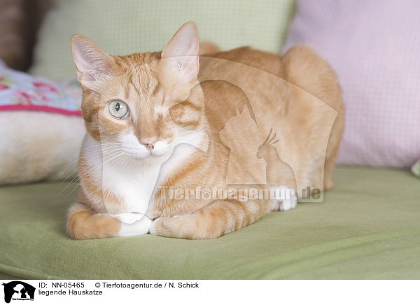 liegende Hauskatze / lying domestic cat / NN-05465