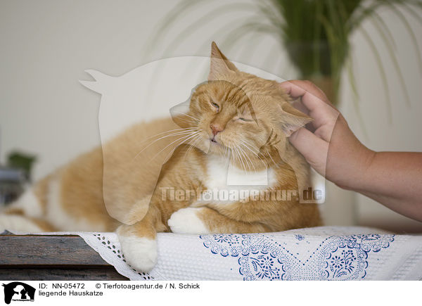 liegende Hauskatze / lying domestic cat / NN-05472
