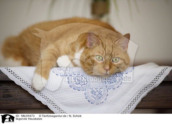 liegende Hauskatze / lying domestic cat / NN-05473