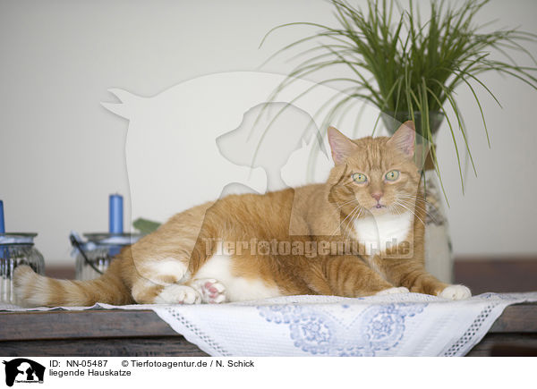 liegende Hauskatze / lying domestic cat / NN-05487
