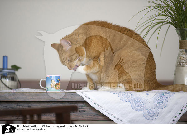 sitzende Hauskatze / sitting domestic cat / NN-05495