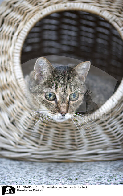 Hauskatze Portrait / domestic cat portrait / NN-05507