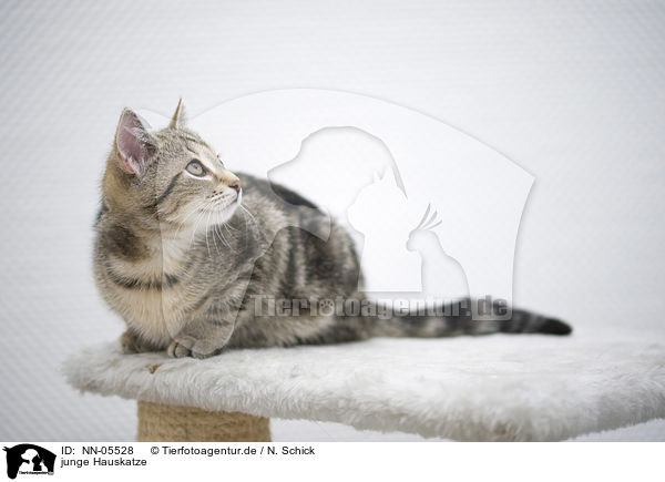 junge Hauskatze / young domestic cat / NN-05528