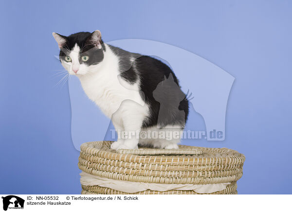 sitzende Hauskatze / sitting domestic cat / NN-05532
