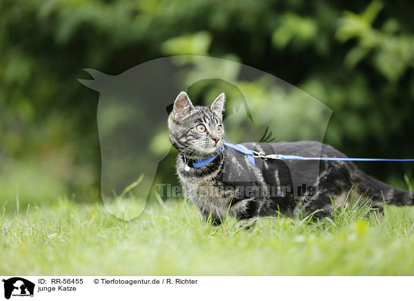 junge Katze / young cat / RR-56455