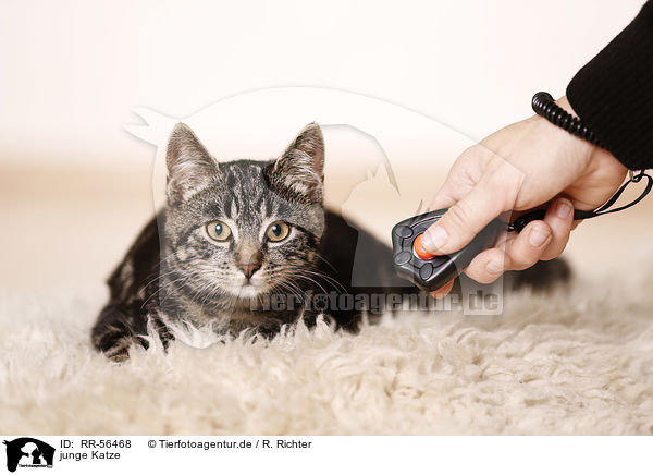 junge Katze / young cat / RR-56468
