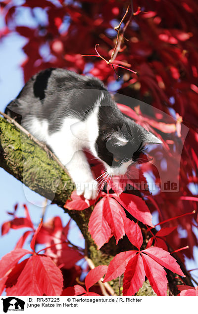 junge Katze im Herbst / young cat / RR-57225