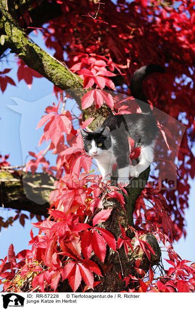 junge Katze im Herbst / young cat / RR-57228