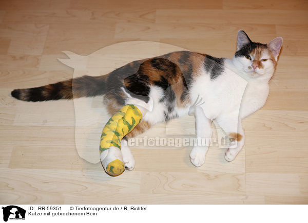 Katze mit gebrochenem Bein / RR-59351
