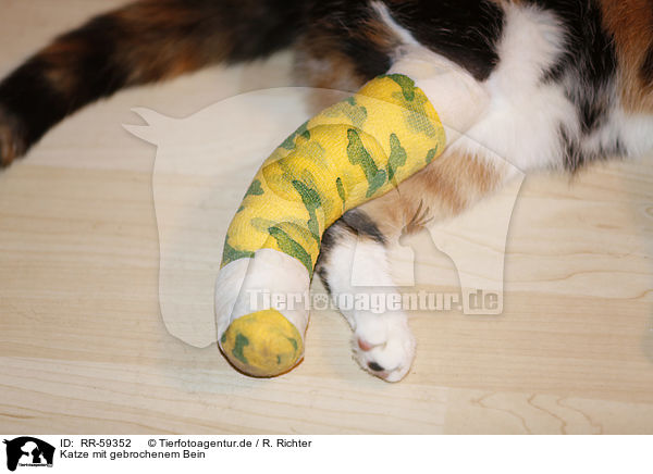 Katze mit gebrochenem Bein / RR-59352