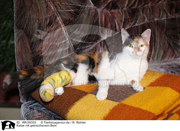 Katze mit gebrochenem Bein / cat with broken leg / RR-59353